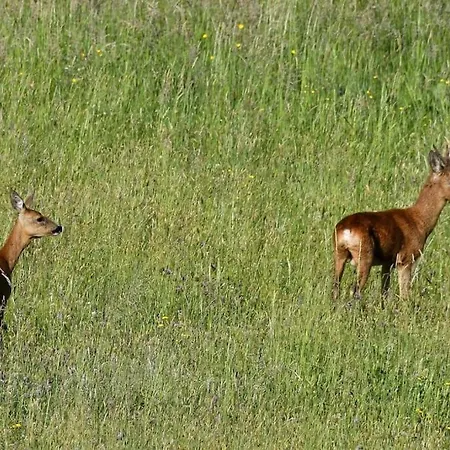 Charmante Maisonnee A La Campagne La Garnache